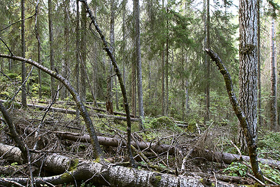 Metso-kode jossa on runsaasti lahopuuta